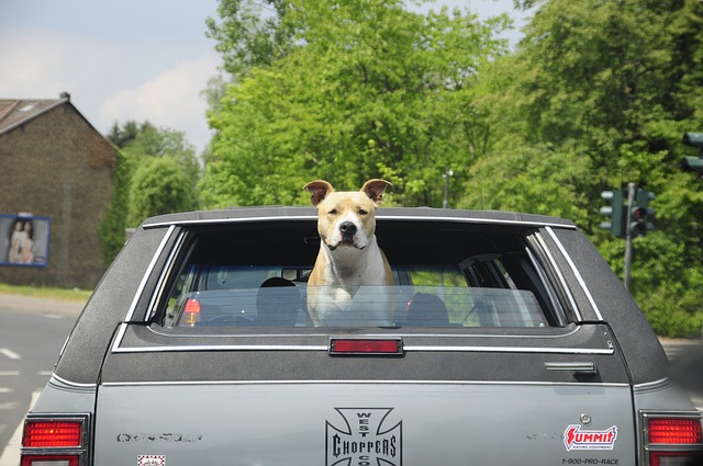 pies w samochodzie ze skupu pojazdów ze Słupska